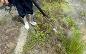 スチーム除草風景3
